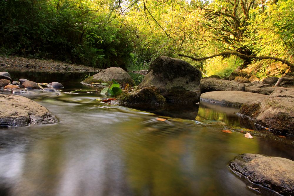 Bear Creek flowing through the park in Surrey