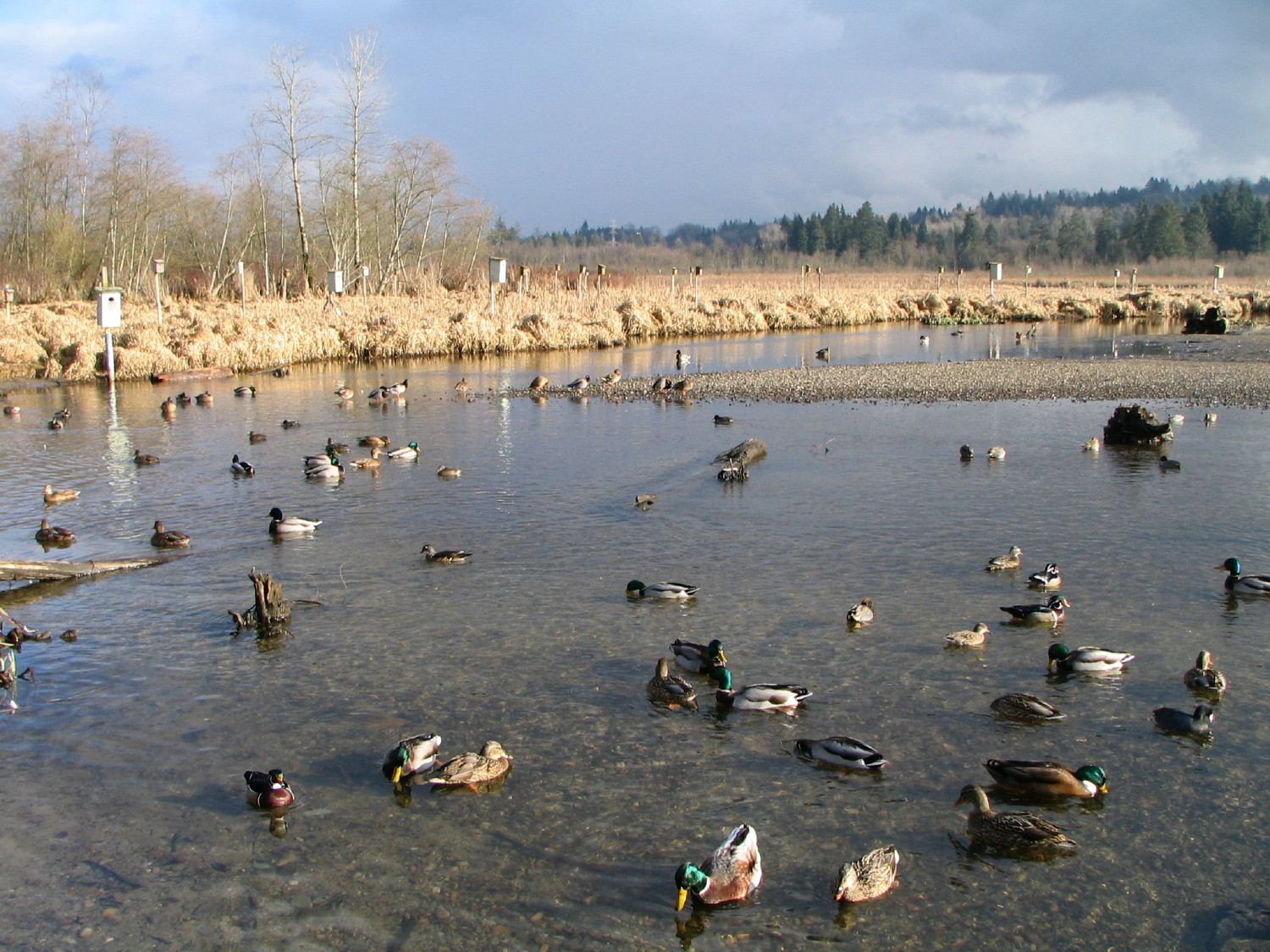Burnaby Lake on a cloudy day with distant city towers