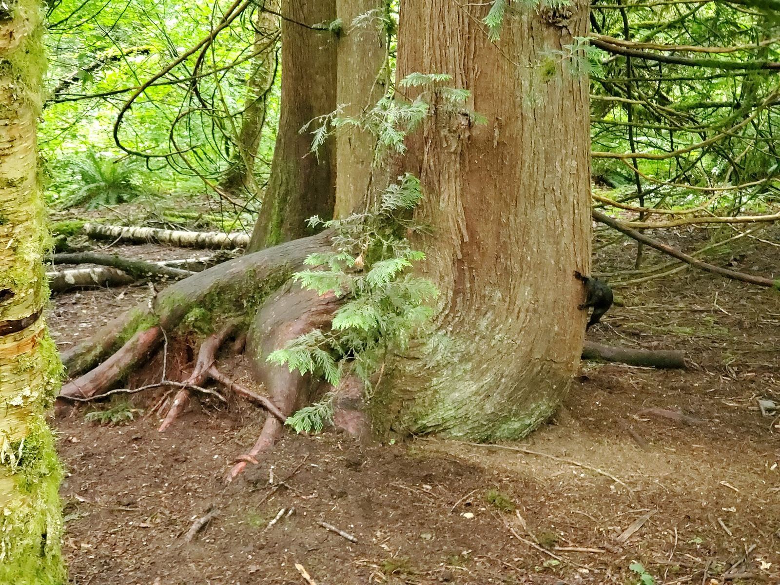 A trail through the forest at Campbell Valley Regional Park in Langley