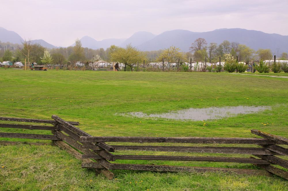 Open fields and dyke trails at Colony Farm Regional Park in Coquitlam