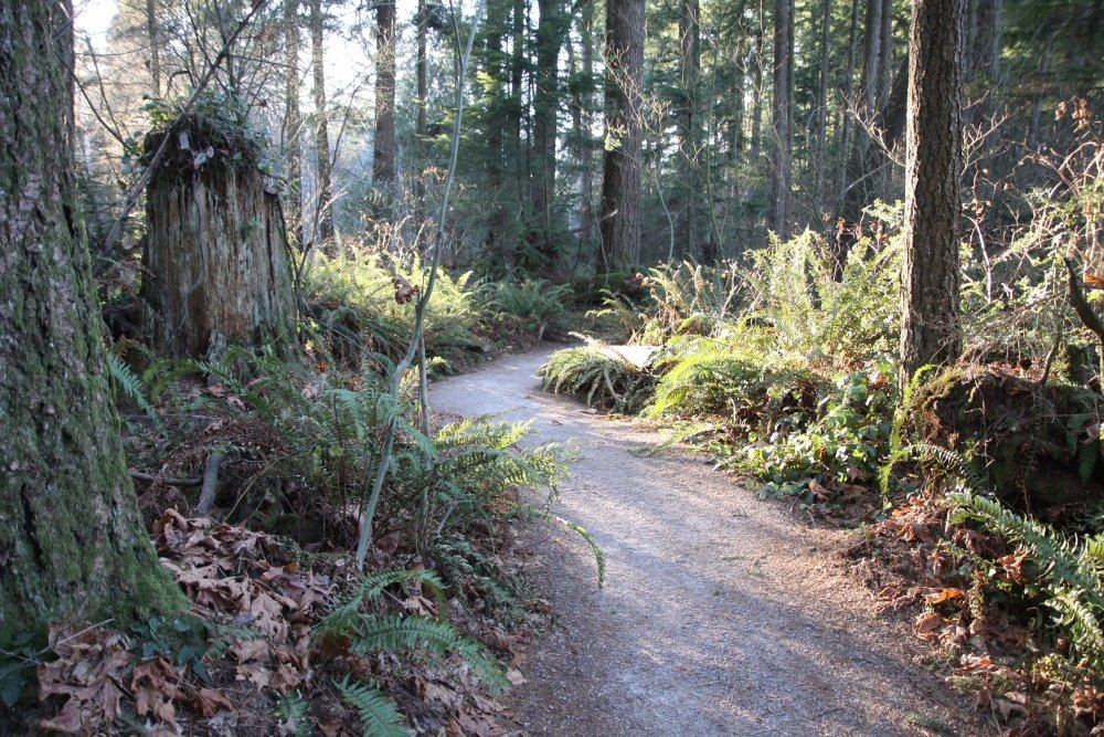 A trail through tall second-growth forest in Green Timbers, Surrey