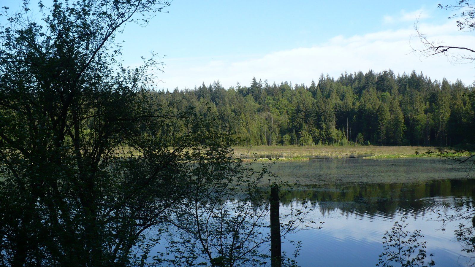 Marsh and forest at Minnekhada Regional Park in Coquitlam