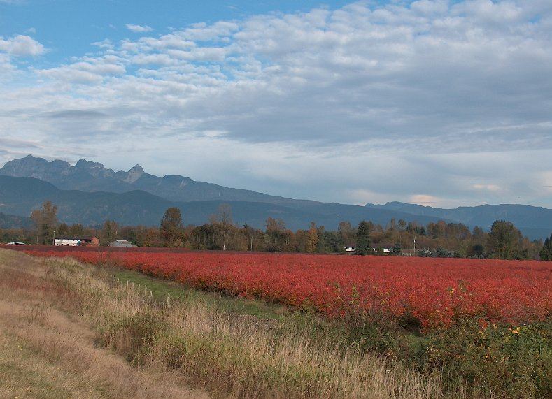 Blueberry farms in Pitt Meadows